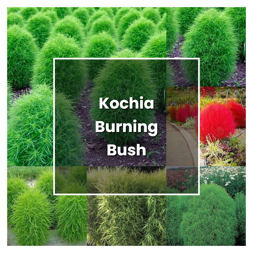 How to Grow Kochia Burning Bush - Plant Care & Tips