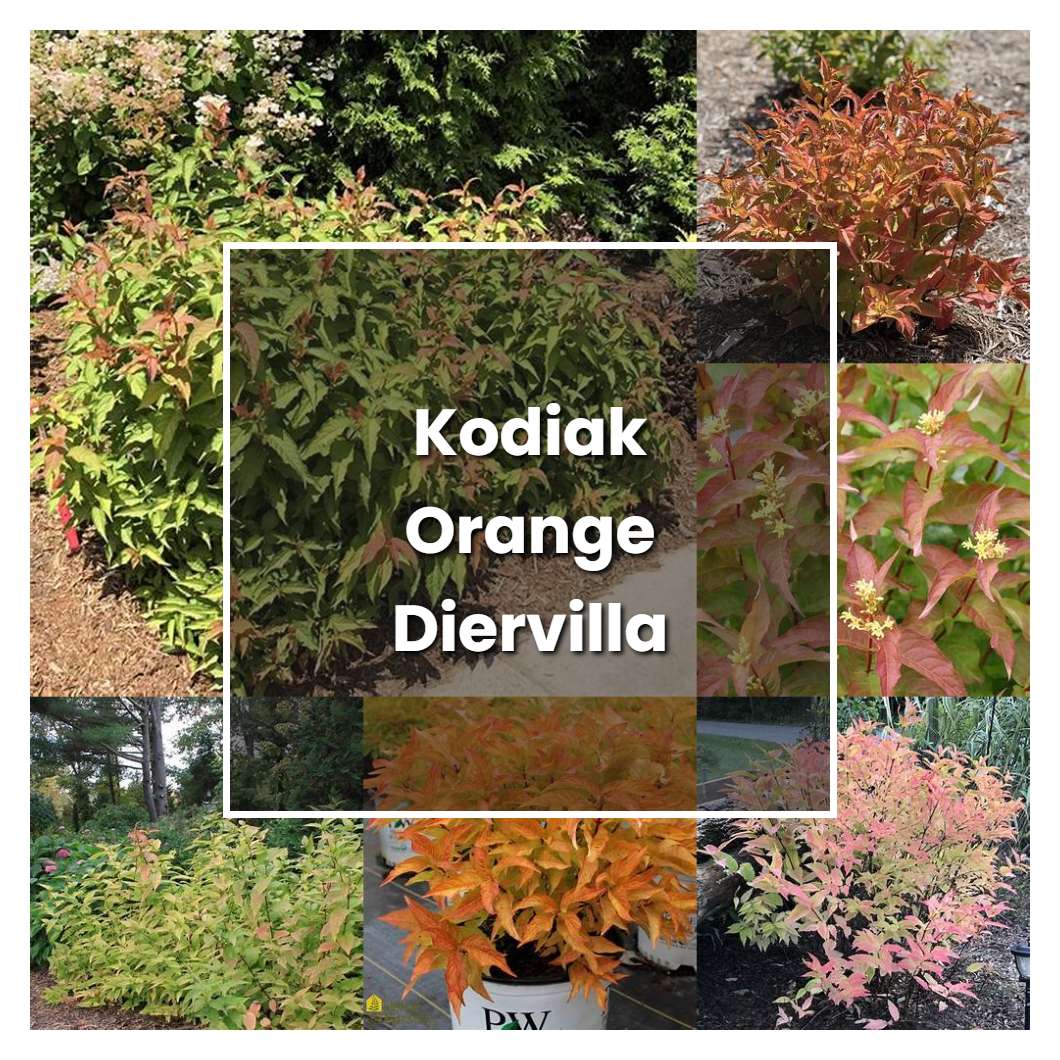 How to Grow Kodiak Orange Diervilla - Plant Care & Tips