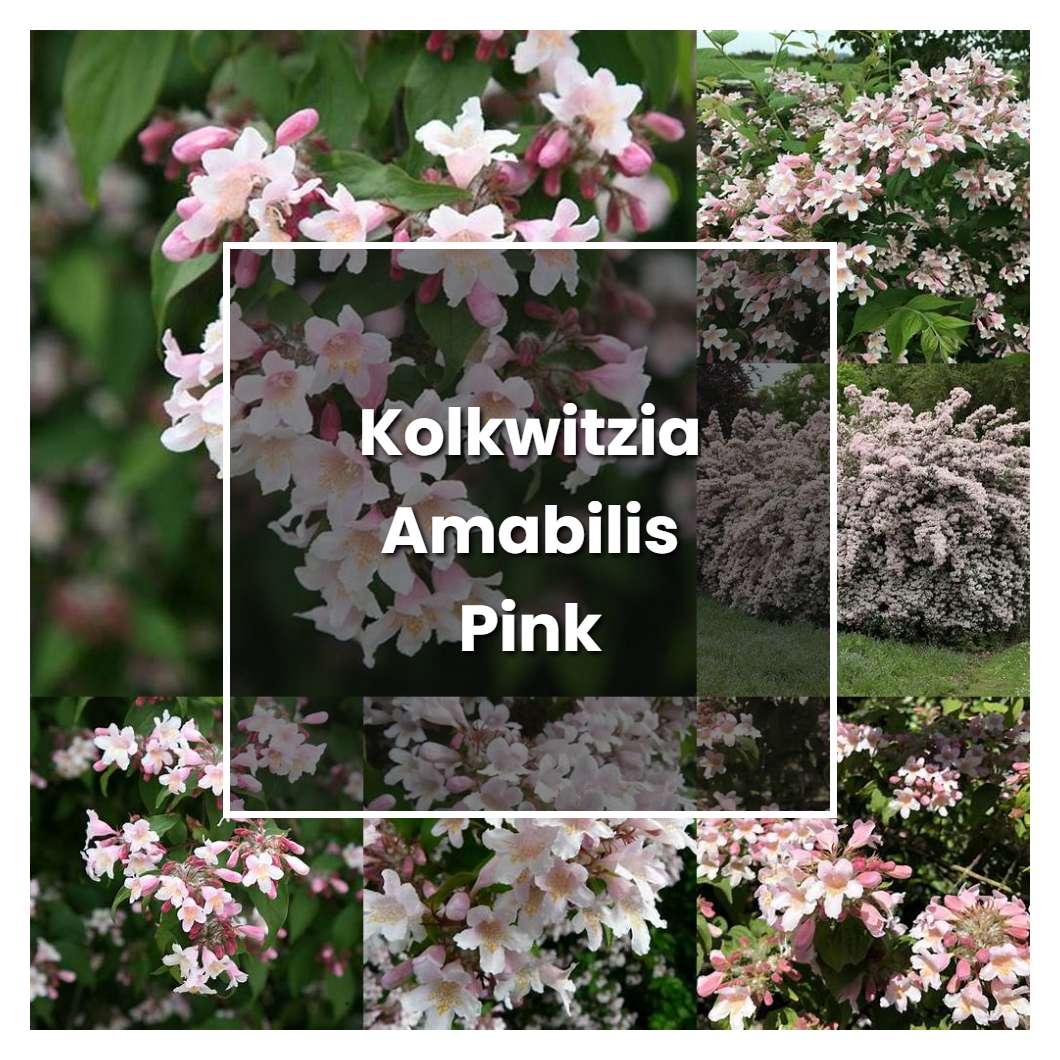 How to Grow Kolkwitzia Amabilis Pink Cloud - Plant Care & Tips
