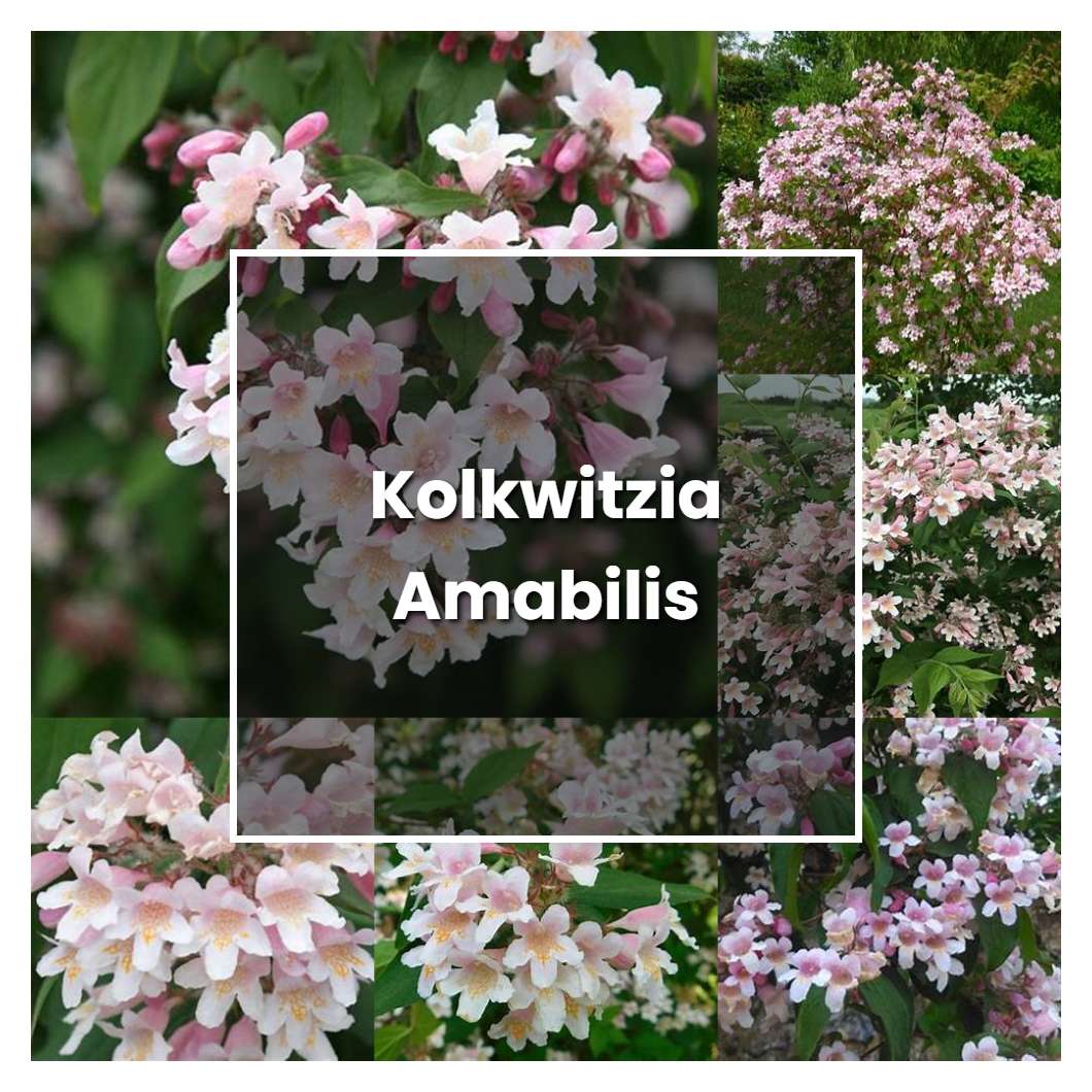 How to Grow Kolkwitzia Amabilis - Plant Care & Tips