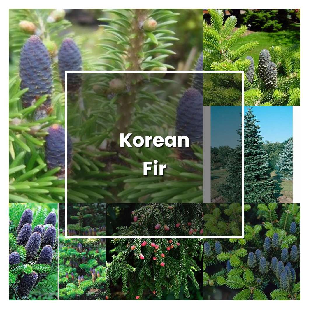 How to Grow Korean Fir - Plant Care & Tips