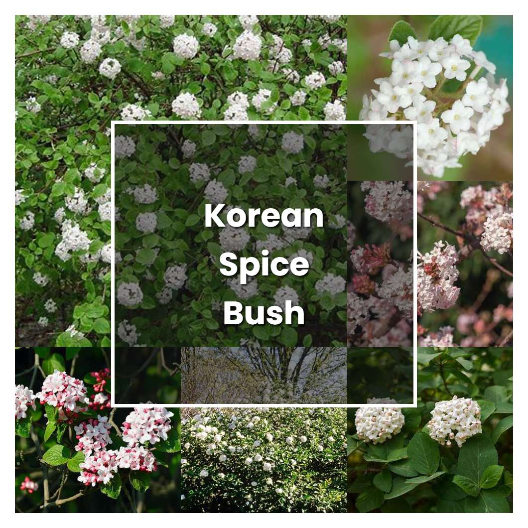 How to Grow Korean Spice Bush - Plant Care & Tips