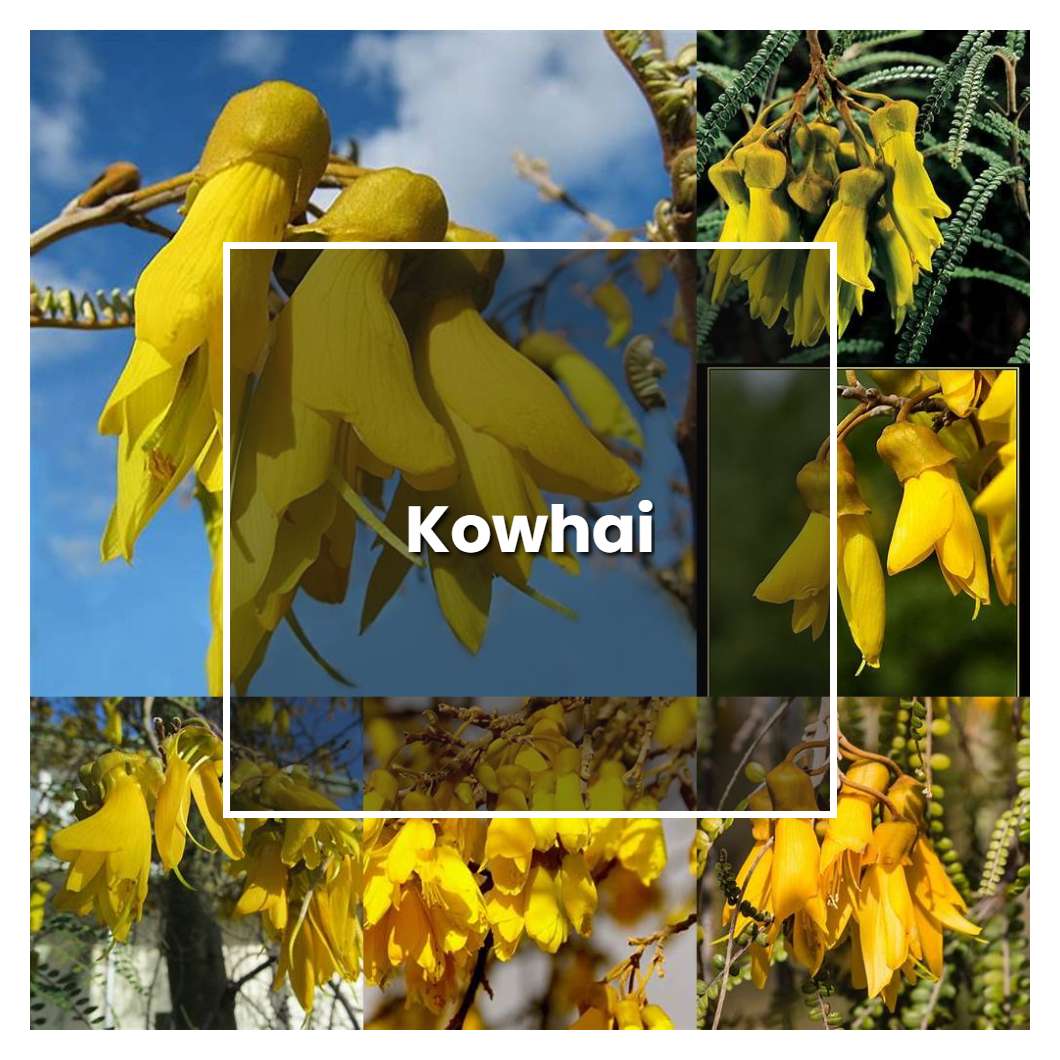 How to Grow Kowhai - Plant Care & Tips