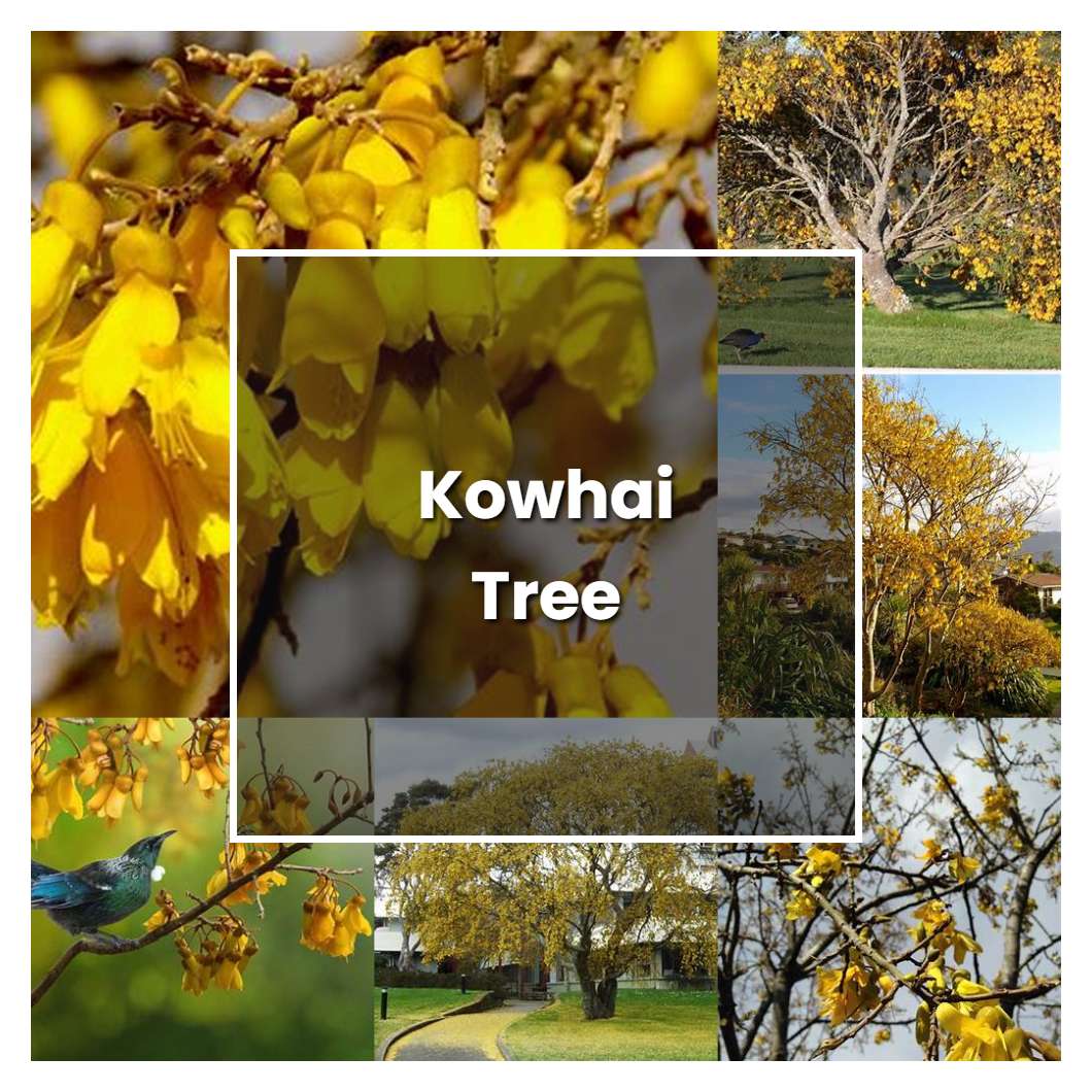 How to Grow Kowhai Tree - Plant Care & Tips