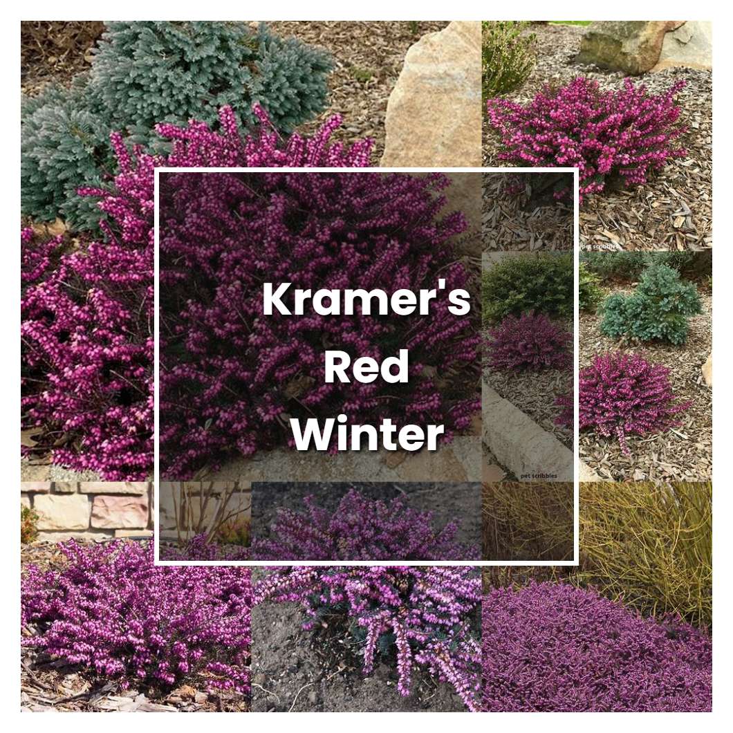 How to Grow Kramer's Red Winter Heath - Plant Care & Tips
