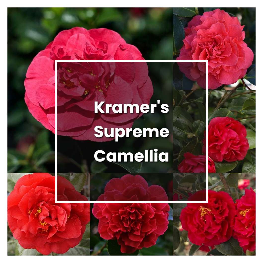 How to Grow Kramer's Supreme Camellia - Plant Care & Tips