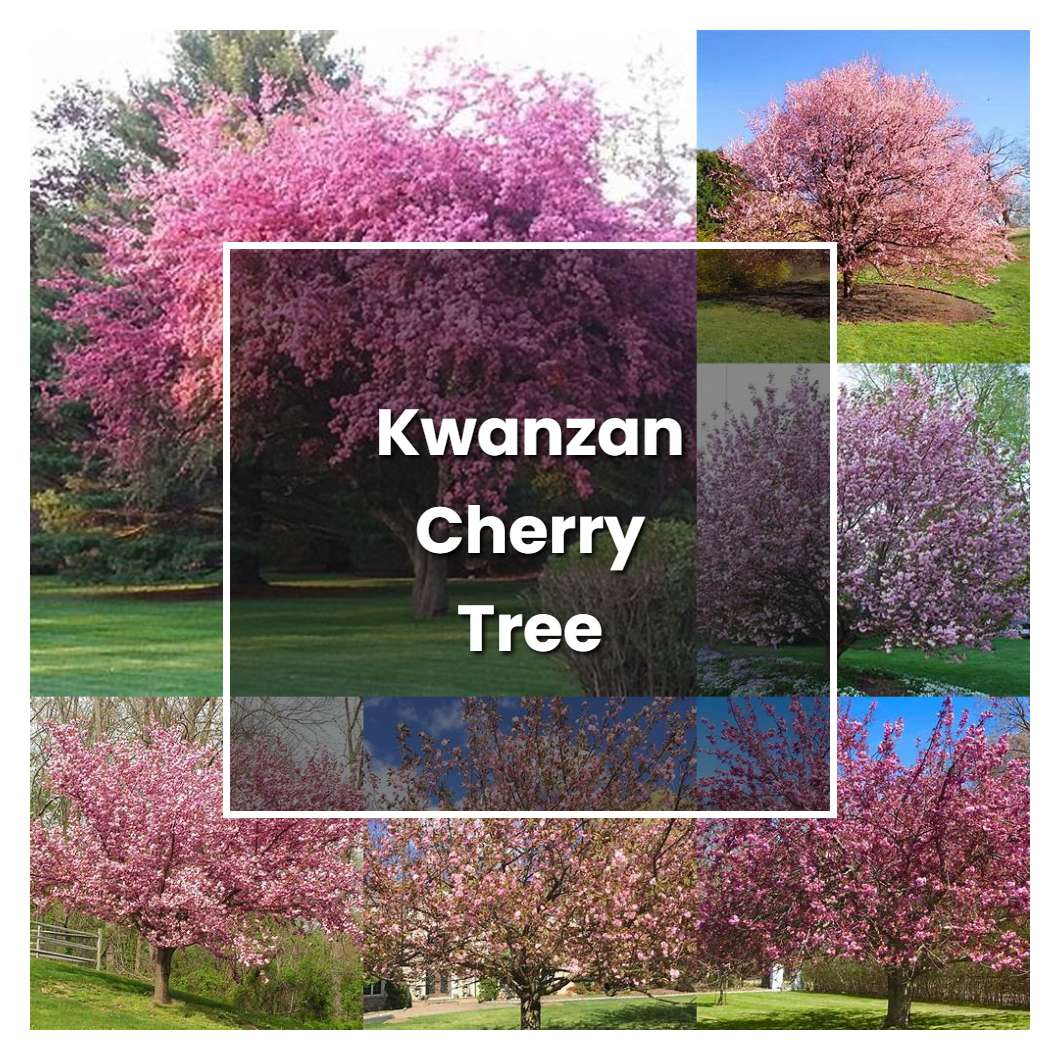 How To Grow Kwanzan Cherry Tree Plant Care And Tips Norwichgardener