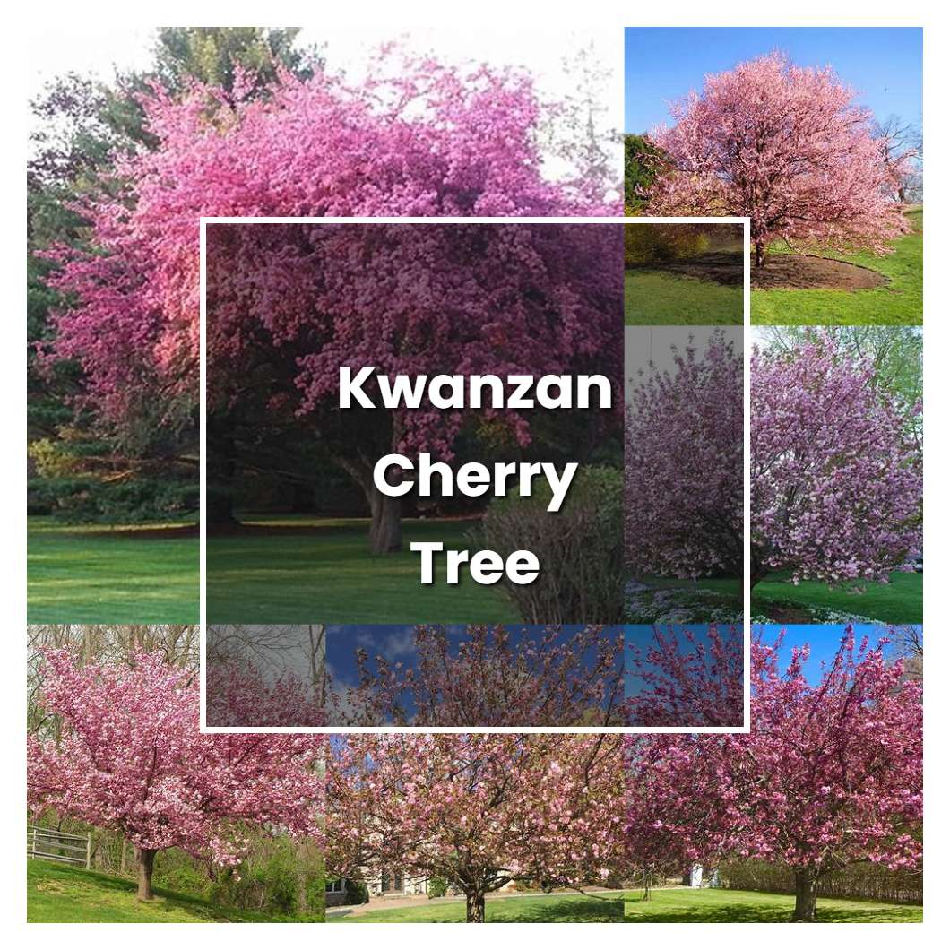 how-to-grow-kwanzan-cherry-tree-plant-care-tips-norwichgardener