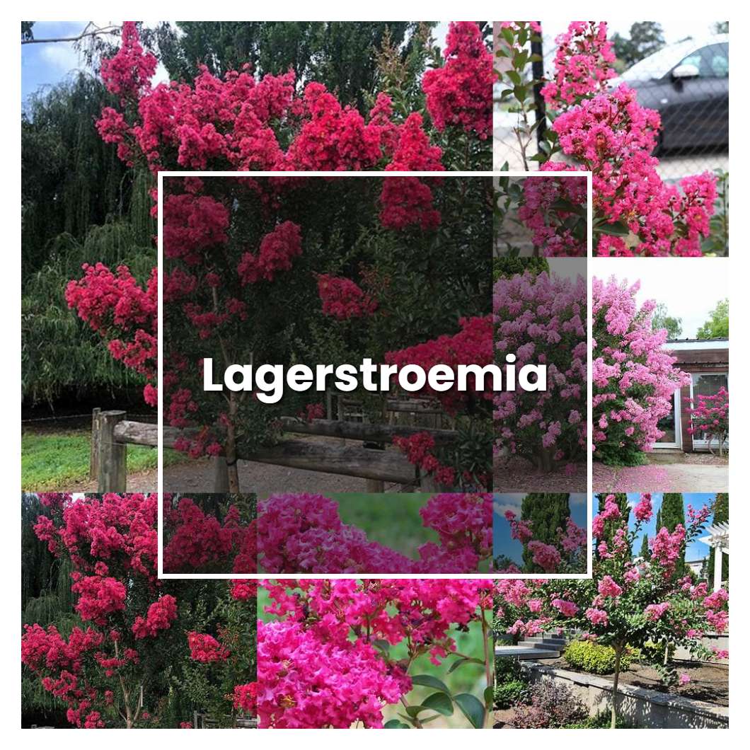How to Grow Lagerstroemia - Plant Care & Tips