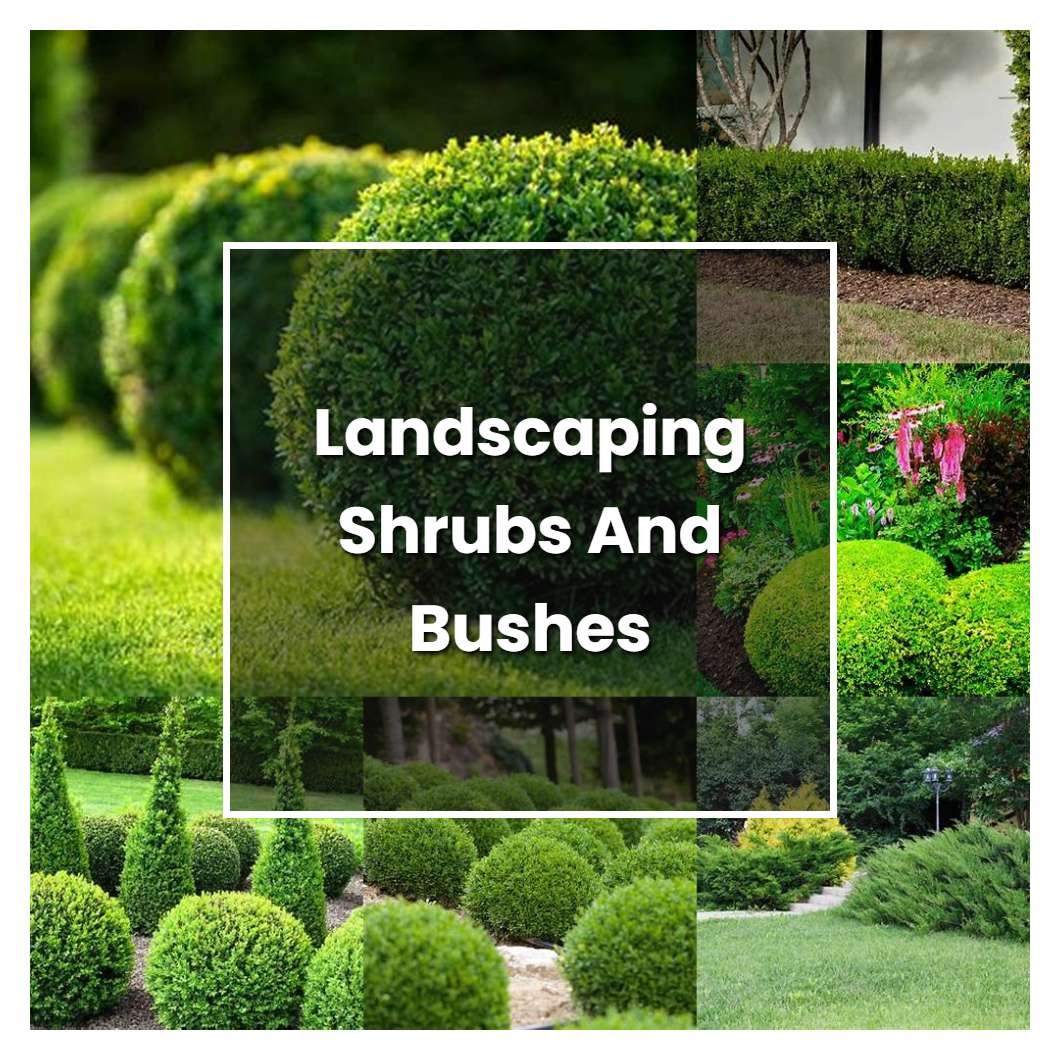 How to Grow Landscaping Shrubs And Bushes - Plant Care & Tips
