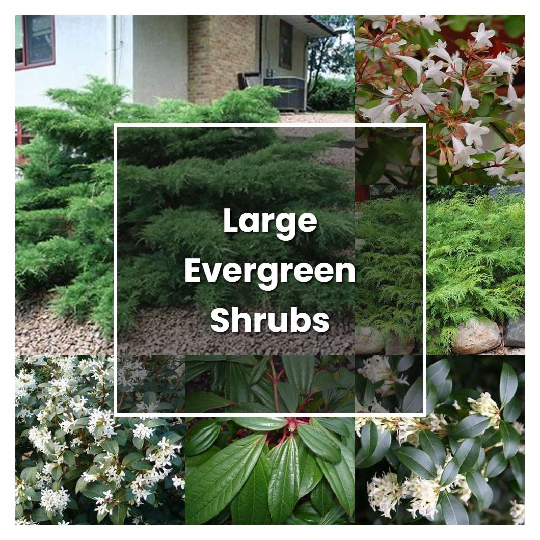 How to Grow Large Evergreen Shrubs - Plant Care & Tips