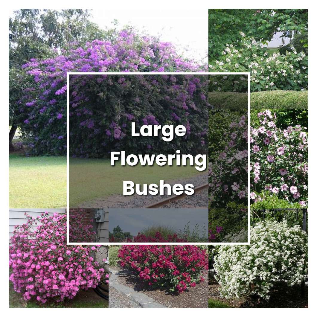 How to Grow Large Flowering Bushes - Plant Care & Tips