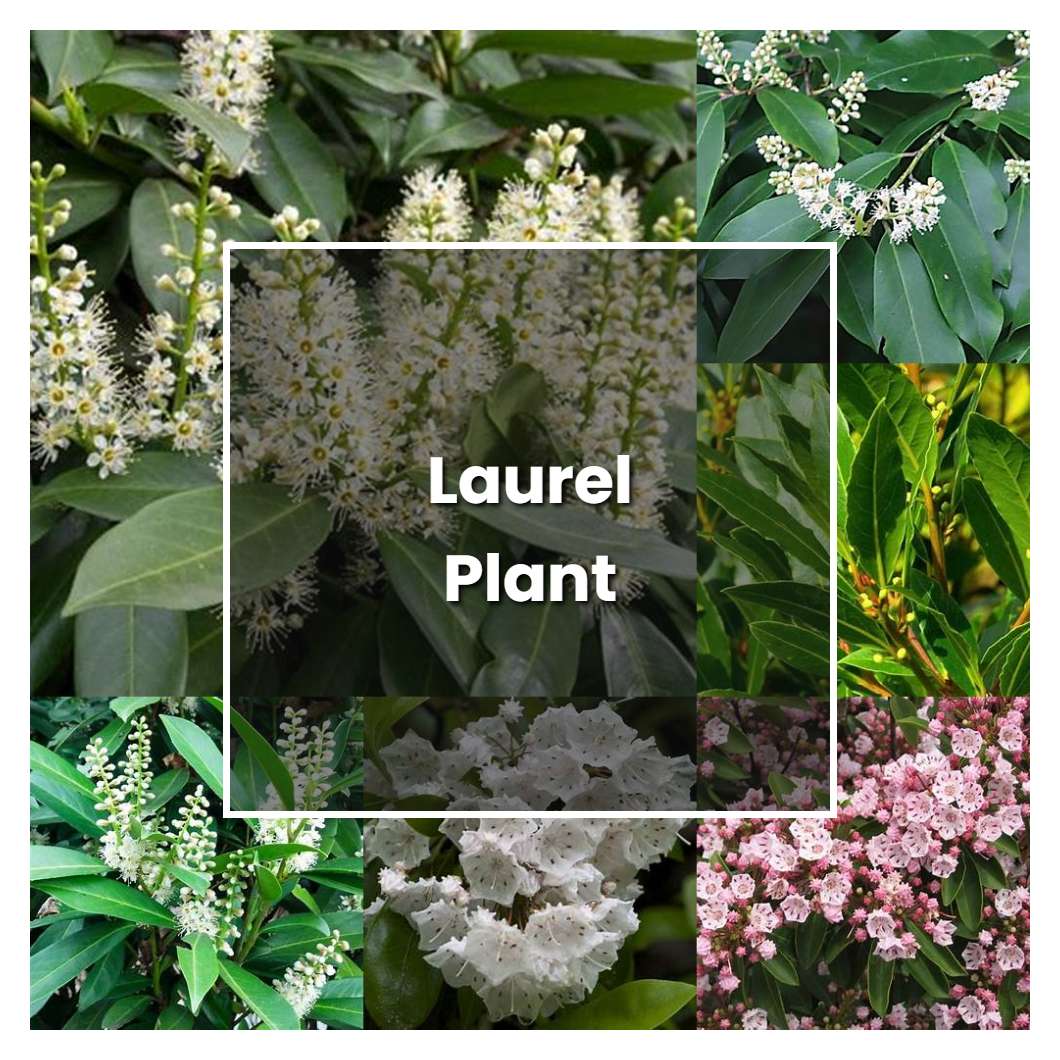 How To Grow Laurel