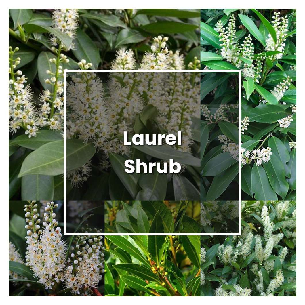 How to Grow Laurel Shrub - Plant Care & Tips