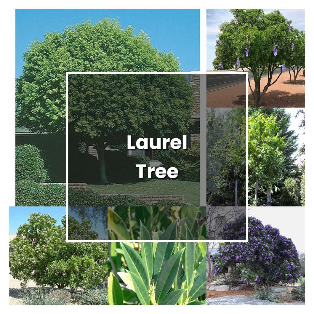How To Grow Laurel Tree Plant Care Tips NorwichGardener how-to-grow-laurel-tree-plant-care-tips-norwichgardener