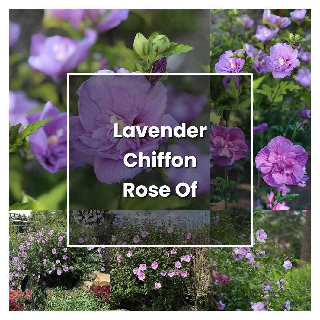 How to Grow Lavender Chiffon Rose Of Sharon - Plant Care & Tips