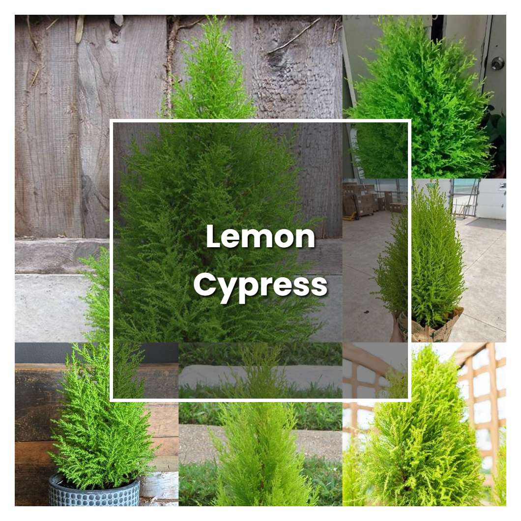 How to Grow Lemon Cypress - Plant Care & Tips