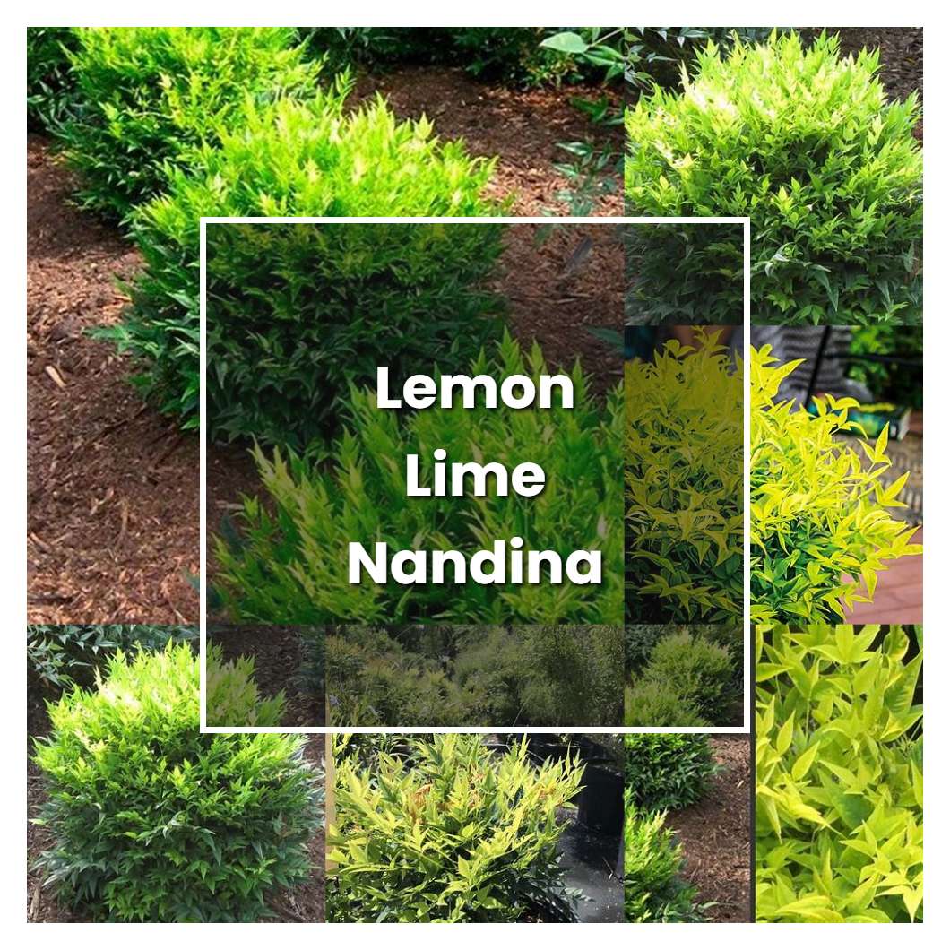 How to Grow Lemon Lime Nandina - Plant Care & Tips