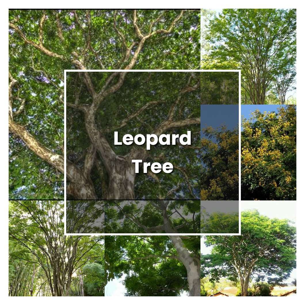 How to Grow Leopard Tree - Plant Care & Tips