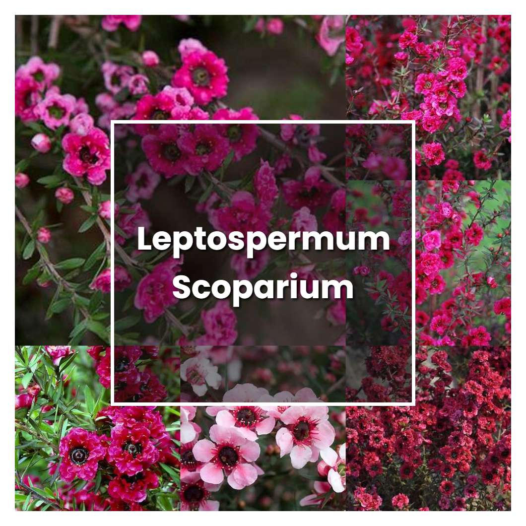 How to Grow Leptospermum Scoparium - Plant Care & Tips