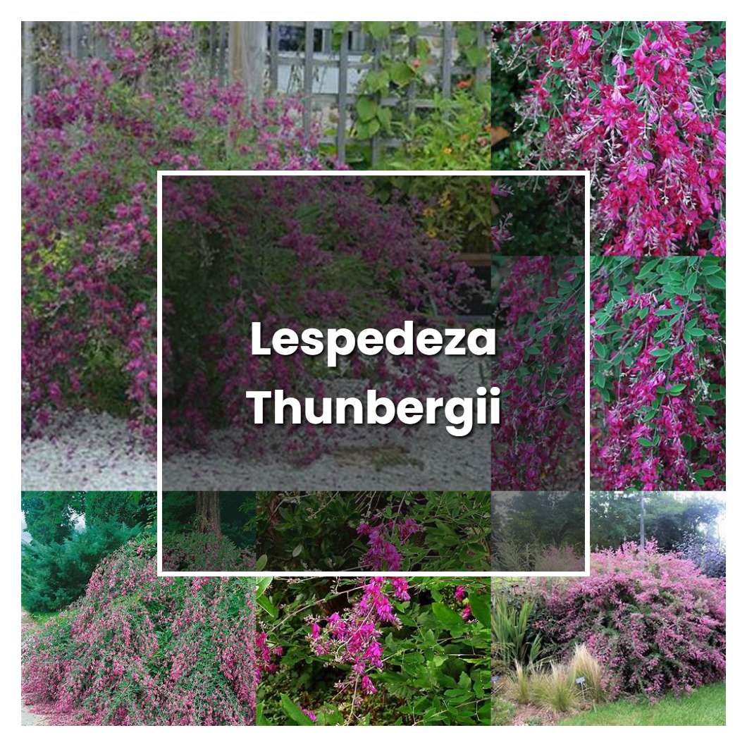How to Grow Lespedeza Thunbergii - Plant Care & Tips