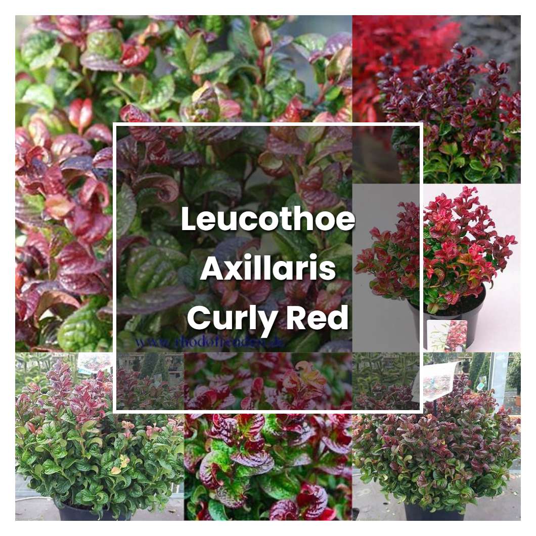 How to Grow Leucothoe Axillaris Curly Red - Plant Care & Tips