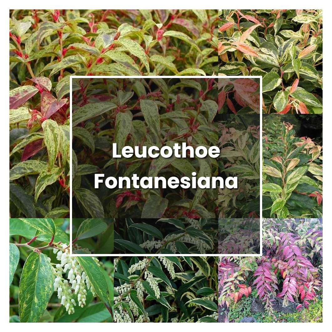How to Grow Leucothoe Fontanesiana - Plant Care & Tips