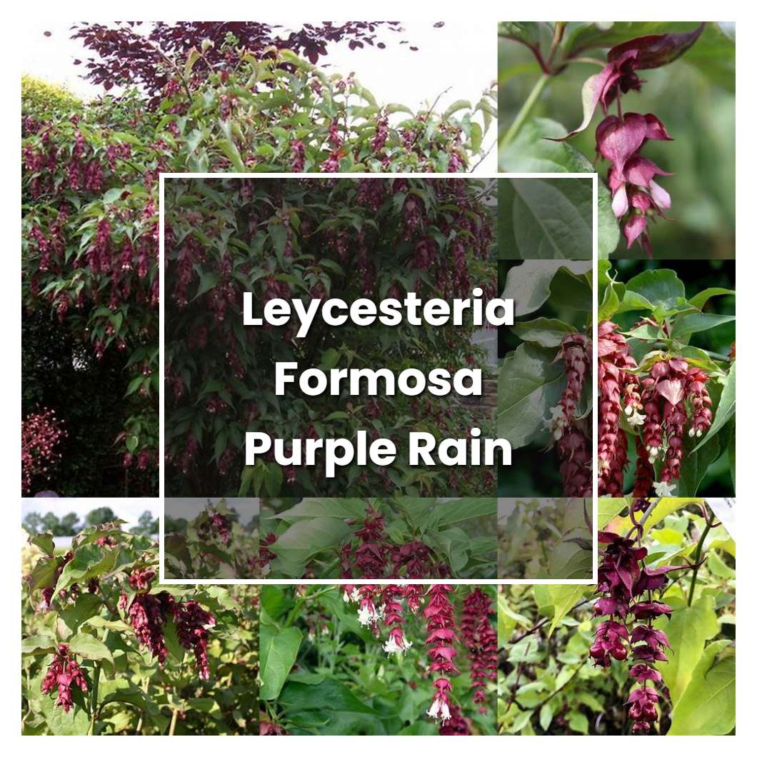 How to Grow Leycesteria Formosa Purple Rain - Plant Care & Tips