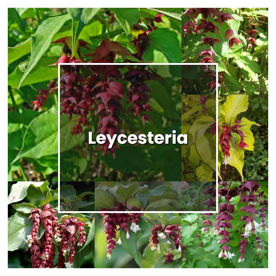 How to Grow Leycesteria - Plant Care & Tips