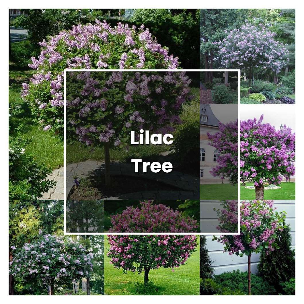 How to Grow Lilac Tree - Plant Care & Tips