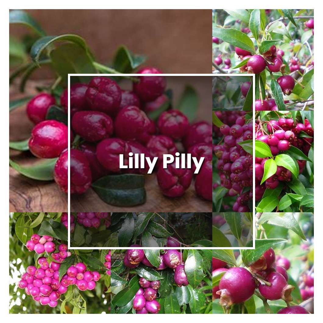 How to Grow Lilly Pilly Plant Care & Tips NorwichGardener