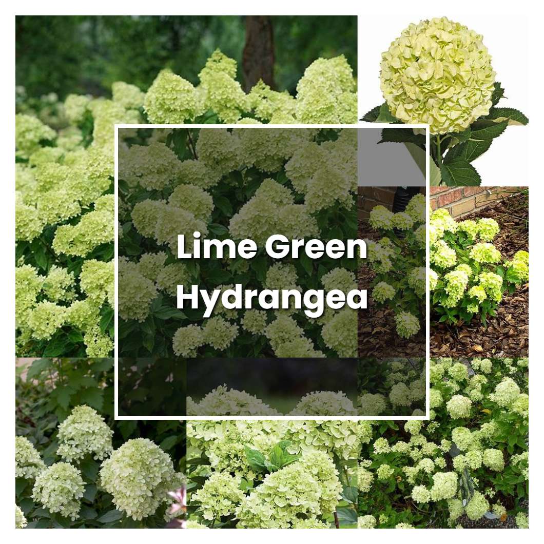 How to Grow Lime Green Hydrangea - Plant Care & Tips