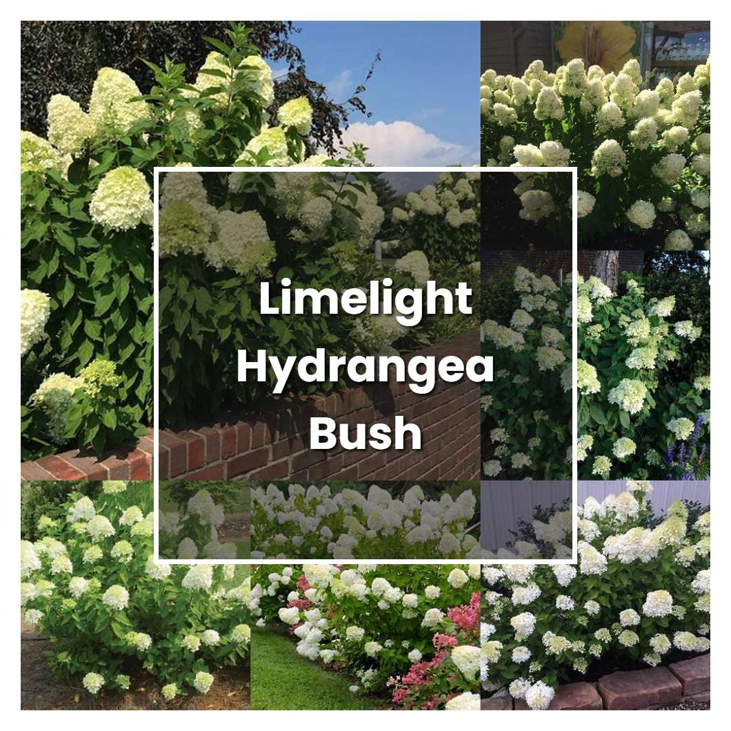 How to Grow Limelight Hydrangea Bush - Plant Care & Tips