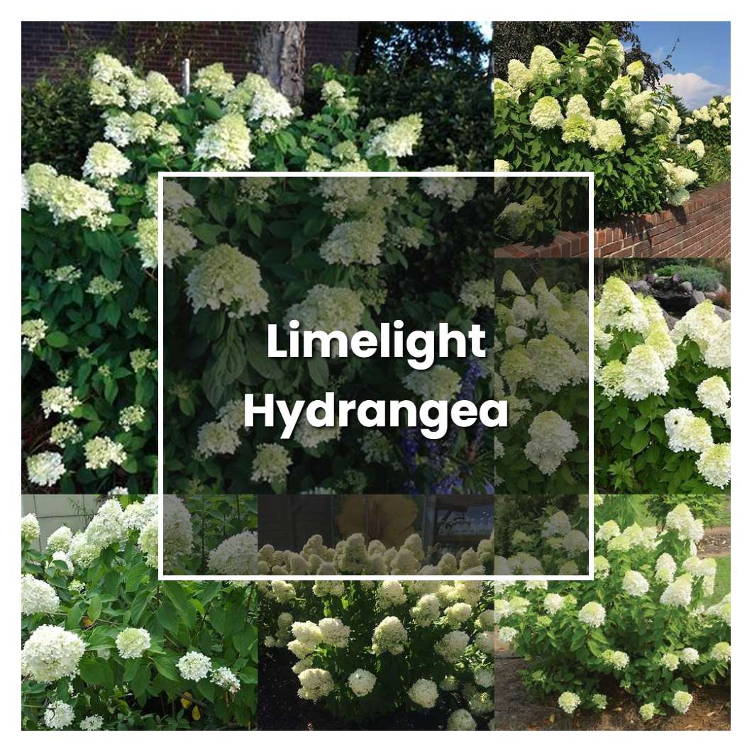 How to Grow Limelight Hydrangea - Plant Care & Tips