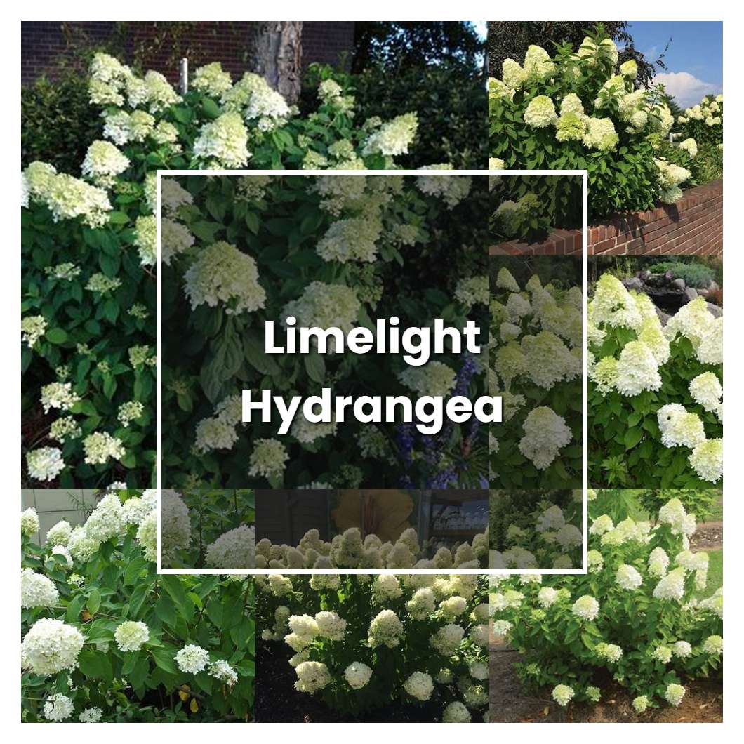 How to Grow Limelight Hydrangea - Plant Care & Tips | NorwichGardener