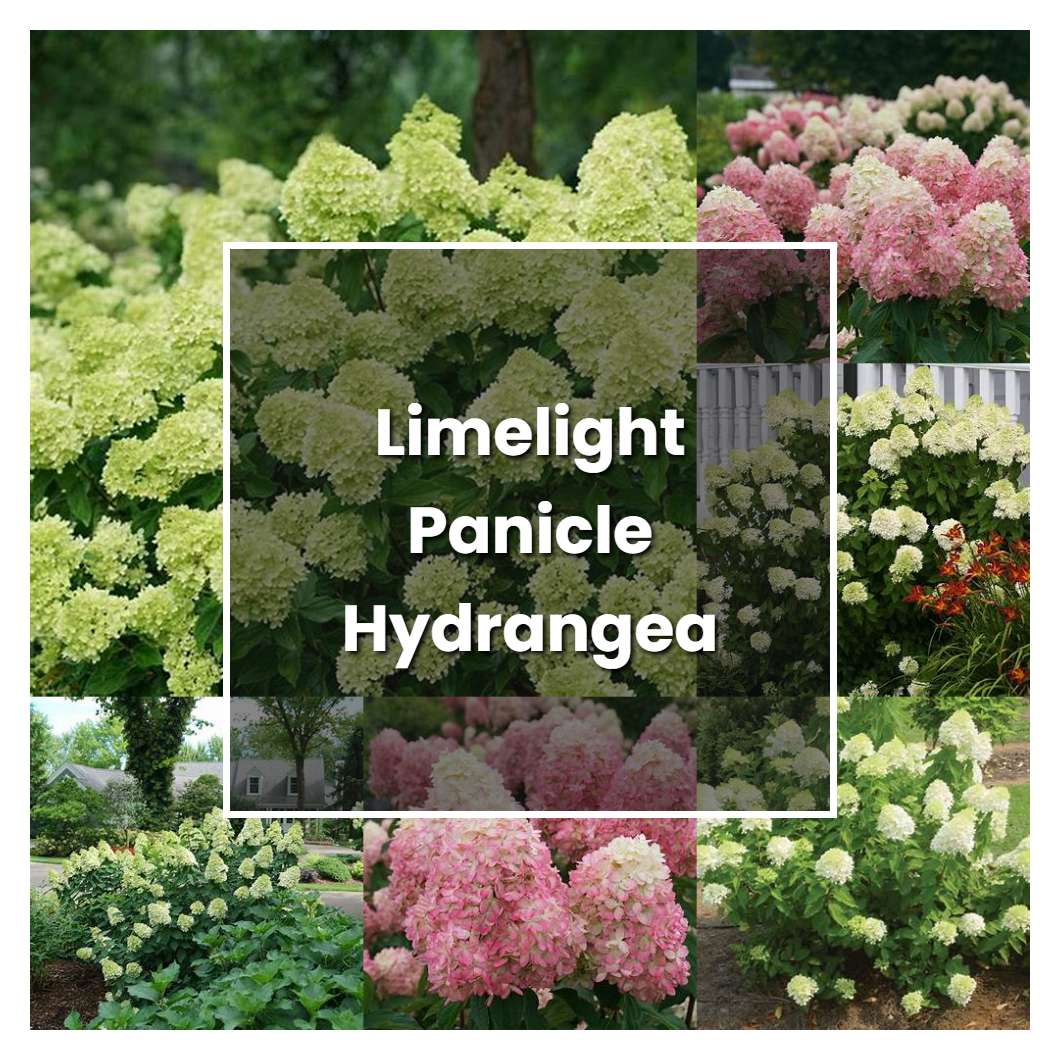 How to Grow Limelight Panicle Hydrangea - Plant Care & Tips