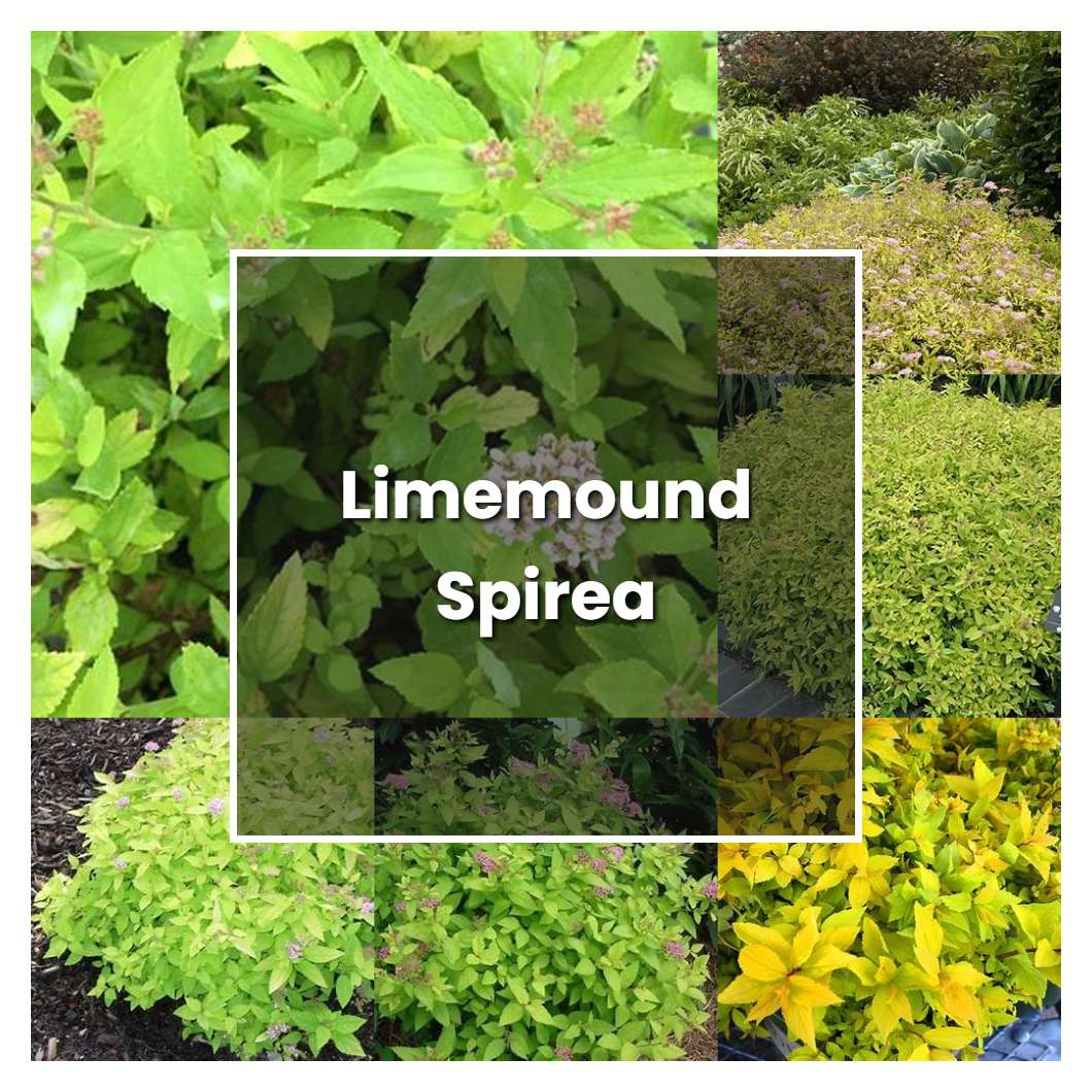 How to Grow Limemound Spirea - Plant Care & Tips