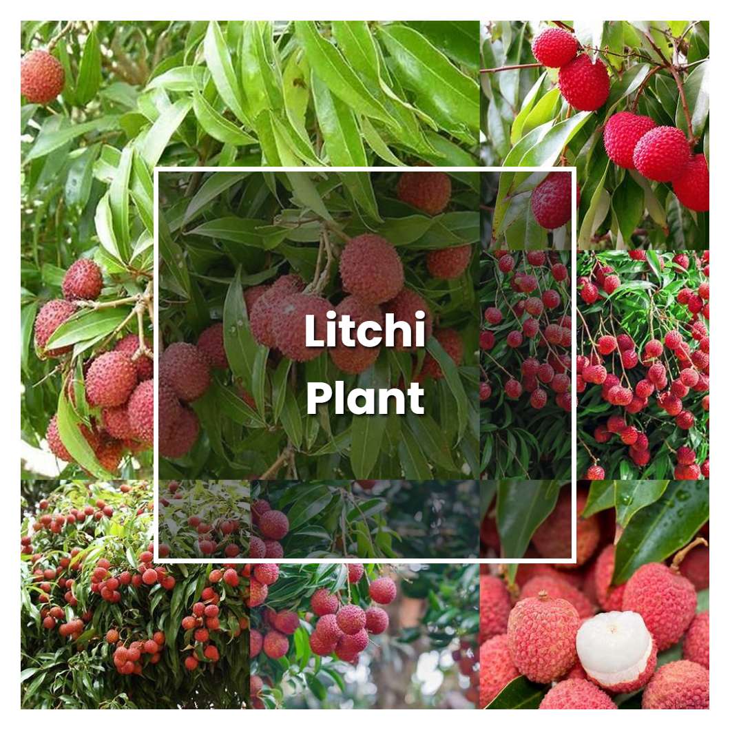 How to Grow Litchi Plant - Plant Care & Tips