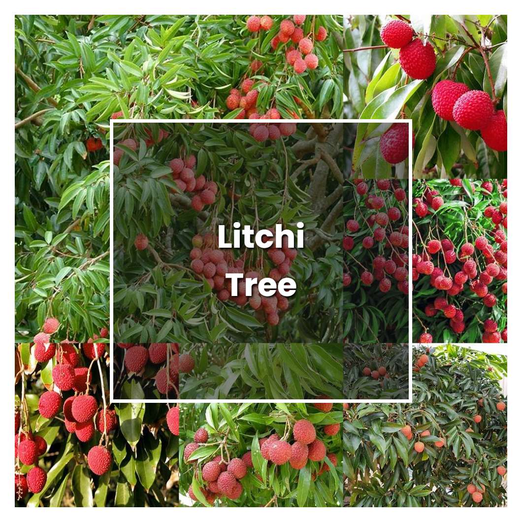 How to Grow Litchi Tree - Plant Care & Tips