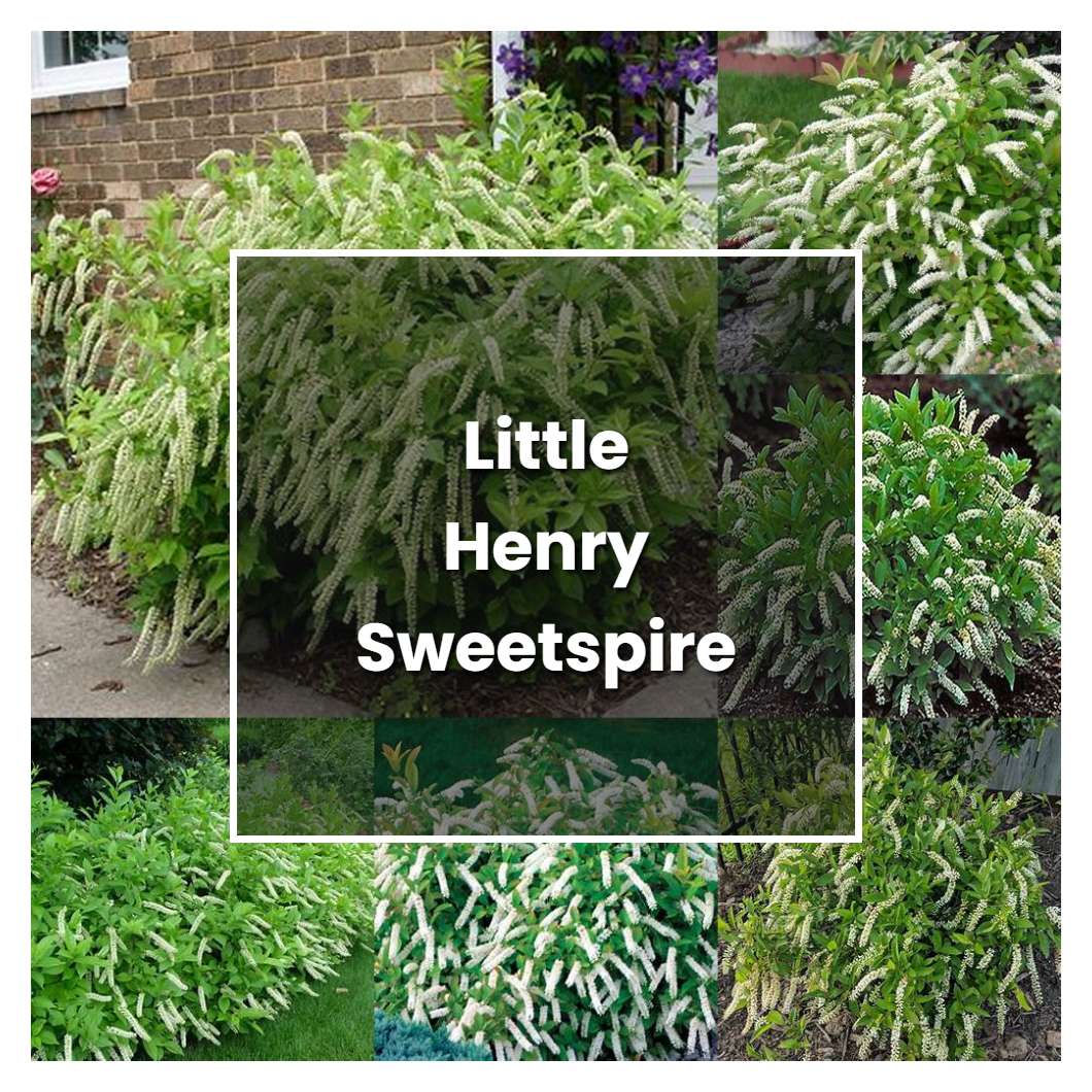 How to Grow Little Henry Sweetspire - Plant Care & Tips