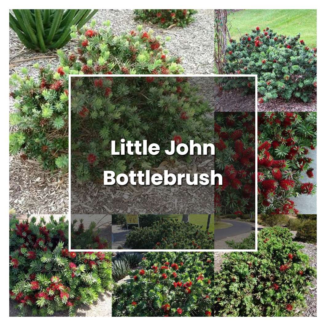 How to Grow Little John Bottlebrush - Plant Care & Tips