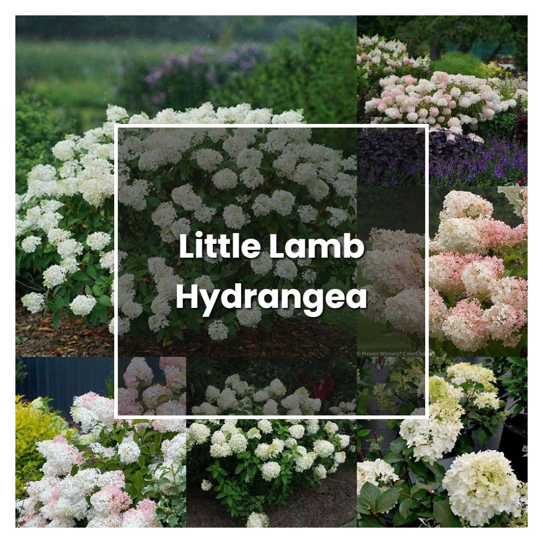 How to Grow Little Lamb Hydrangea - Plant Care & Tips