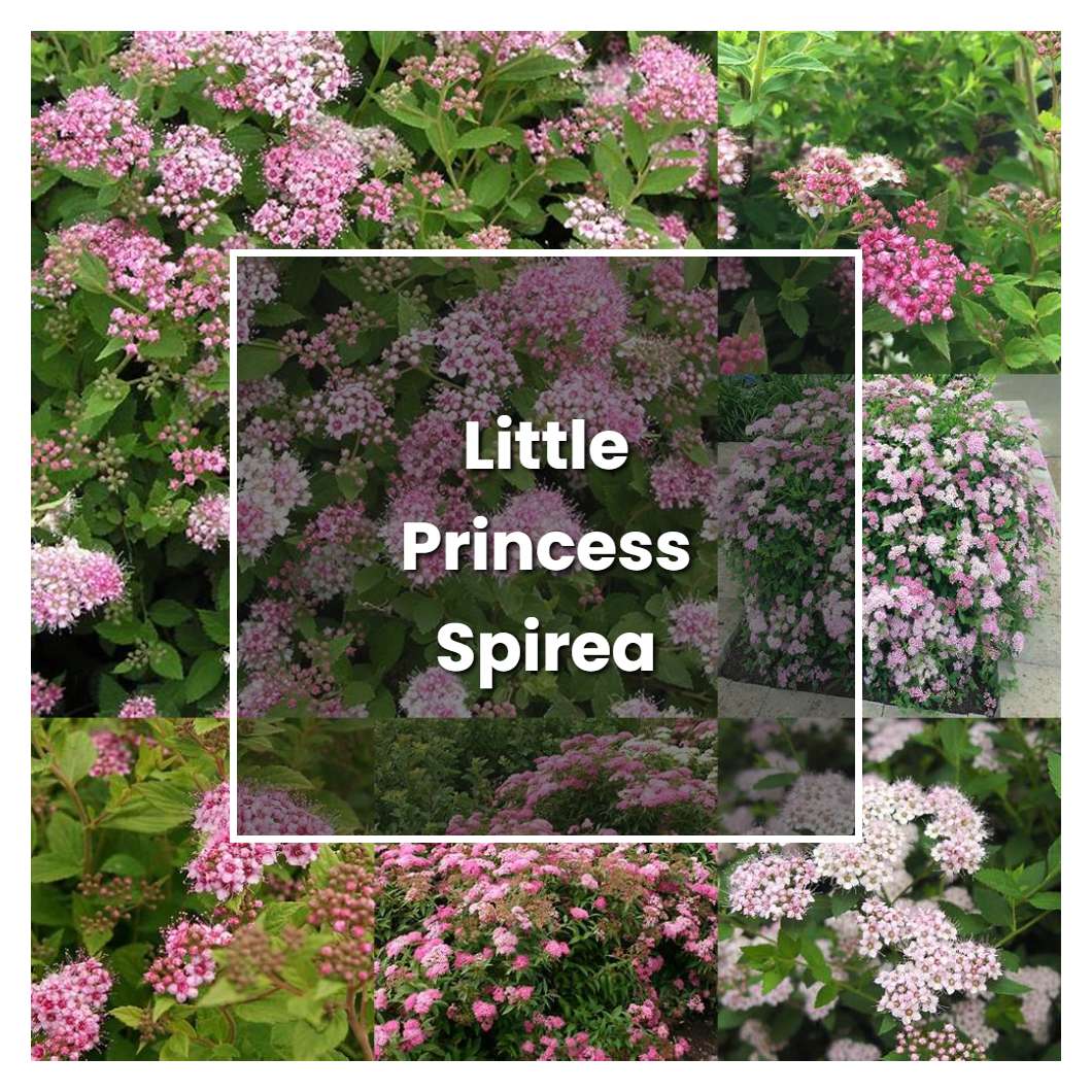 How to Grow Little Princess Spirea - Plant Care & Tips
