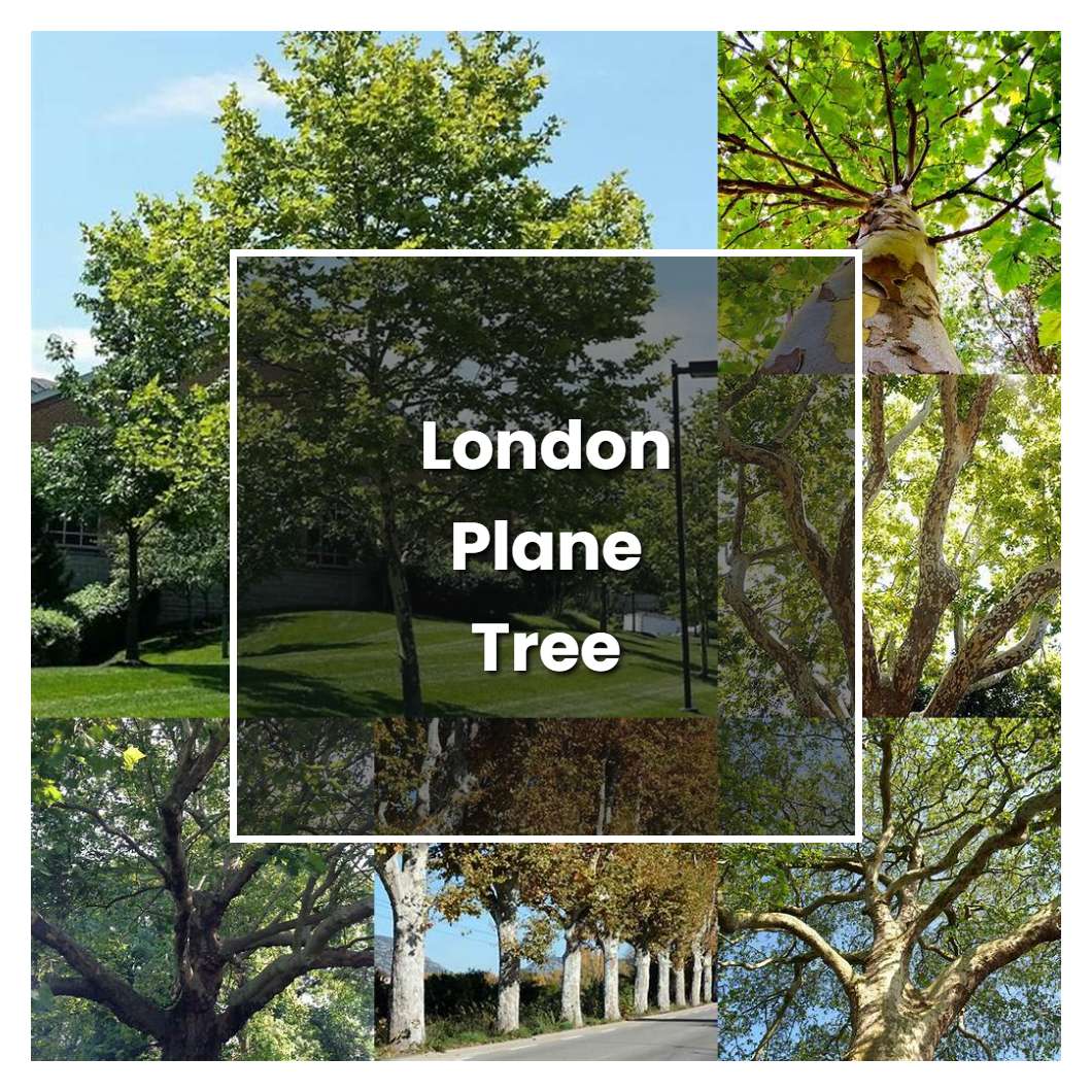How to Grow London Plane Tree - Plant Care & Tips