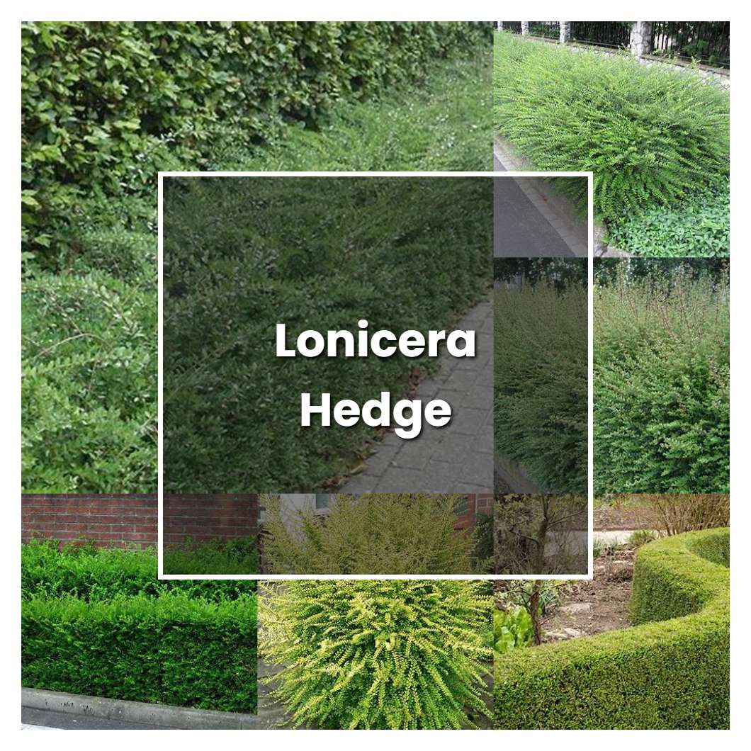 How to Grow Lonicera Hedge - Plant Care & Tips