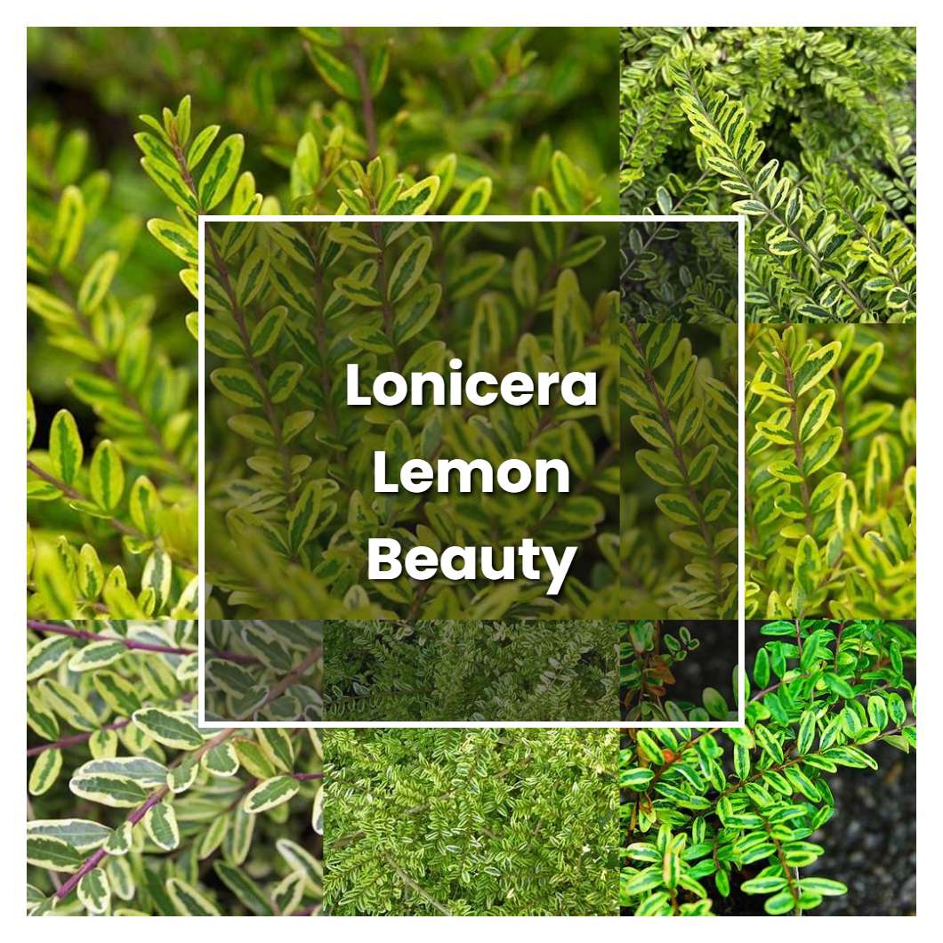 How to Grow Lonicera Lemon Beauty - Plant Care & Tips