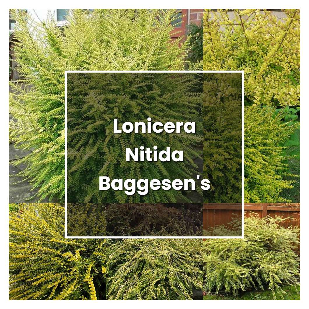 How to Grow Lonicera Nitida Baggesen's Gold - Plant Care & Tips