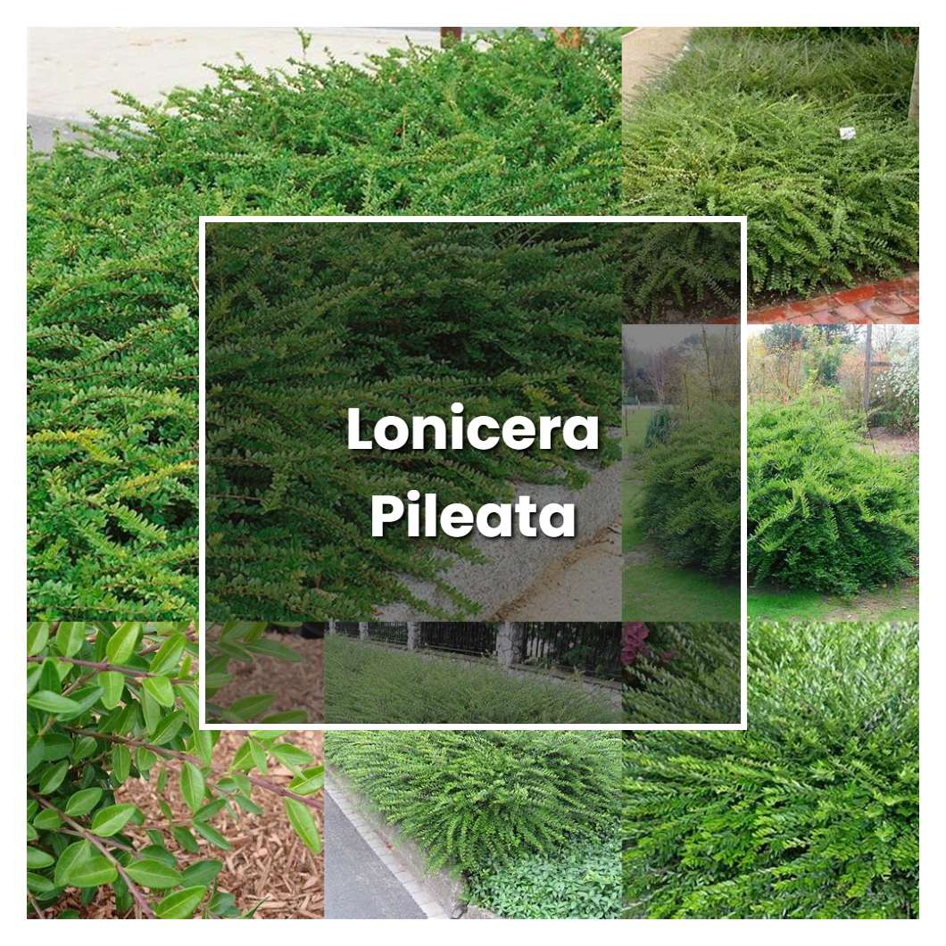 How to Grow Lonicera Pileata - Plant Care & Tips