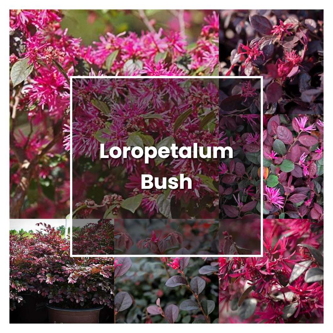 How to Grow Loropetalum Bush - Plant Care & Tips