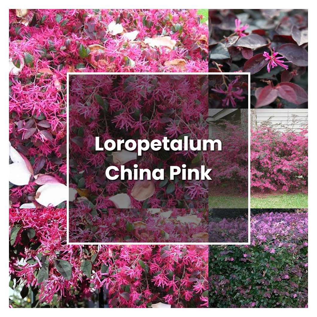 How to Grow Loropetalum China Pink - Plant Care & Tips